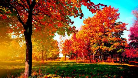 Autumn's Radiant Canopy of Colorful Leaves wallpaper