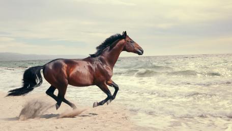 Galloping Horse by the Sea Shore wallpaper