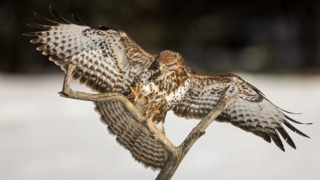 Common Buzzard wallpaper