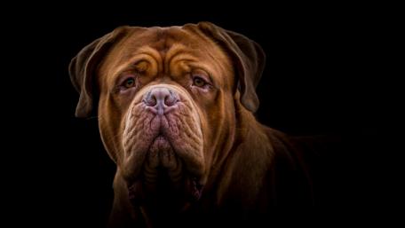 Dogue de Bordeaux wallpaper