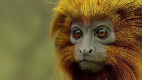 Vibrant Eyes of a New World Monkey wallpaper