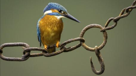 Kingfisher sits on a chain wallpaper