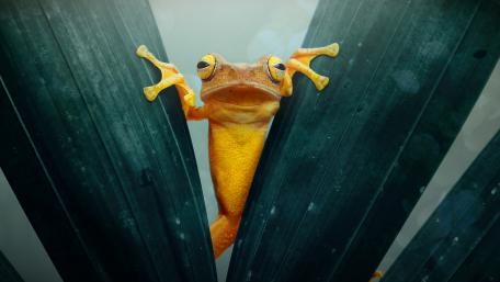Golden Tree Frog in the Wild wallpaper