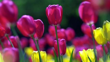 Vibrant Tulip Field in Springtime Glow wallpaper