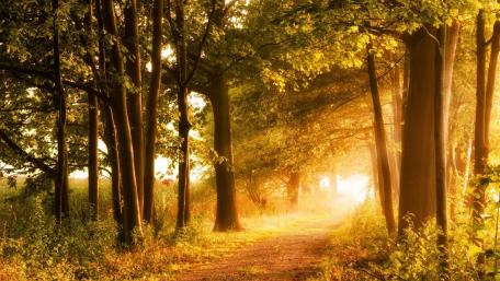 Whispers of Sunlight in the Forest wallpaper