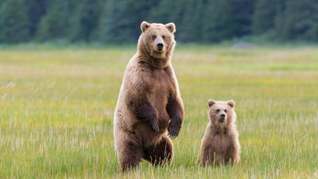 Bear Pair in the Wilderness wallpaper