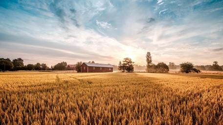 Golden Fields Under a Sunny Sky wallpaper