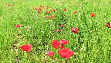 Poppy Flowers wallpaper