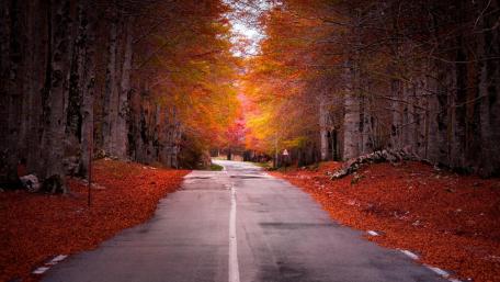 Autumn Road Through Enchanted Forest wallpaper