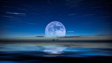 Dolphins and the Full moon wallpaper