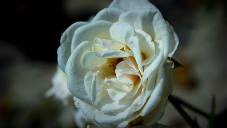 White rose wallpaper