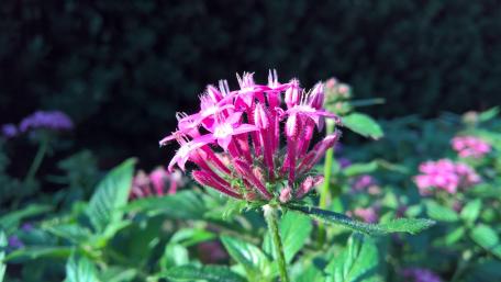 Pink Flowers wallpaper