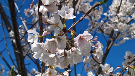 Cherry Blossom wallpaper