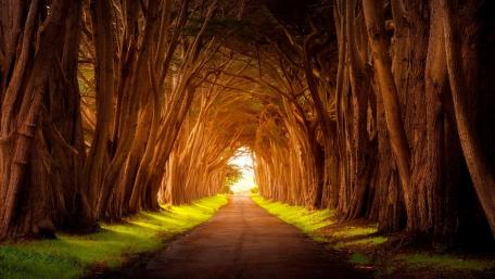 Enchanting Pathway Through a Forest Grove wallpaper