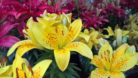 Yellow and Pink Flowers wallpaper