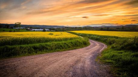 Dirt road through the canola field wallpaper