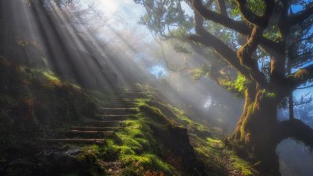 Stairway to Tranquility in the Forest wallpaper