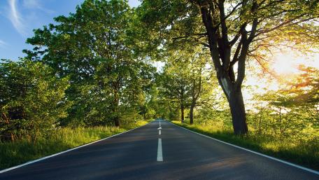 Serene Road Through Lush Green Trees wallpaper