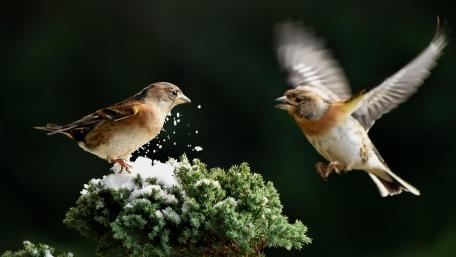 Brambling birds wallpaper