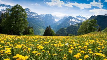 Vibrant Meadow Under Majestic Mountains wallpaper