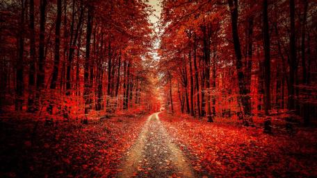 Autumn's Crimson Pathway wallpaper