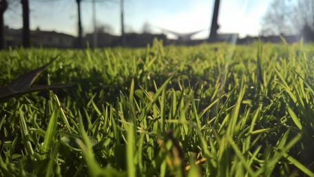 Vibrant Close-Up of Lush Green Grass in Nature wallpaper