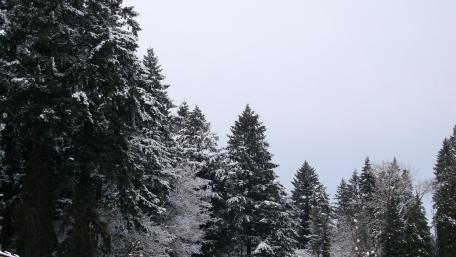 Snowdusted wallpaper