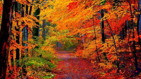 Autumn colors wallpaper