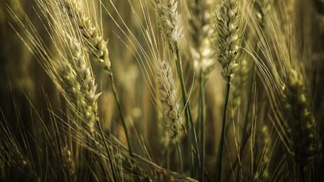 Barley field wallpaper