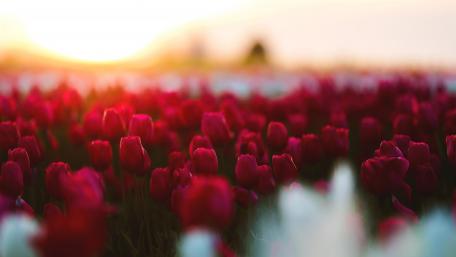 Red tulips garden wallpaper