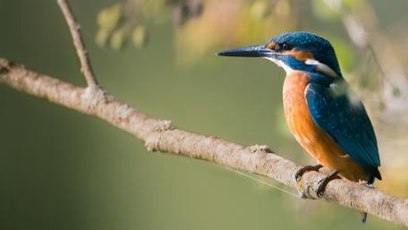 Vibrant Kingfisher Perched on a Twig wallpaper