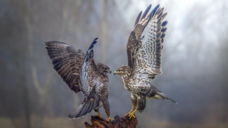 Falcon dance wallpaper