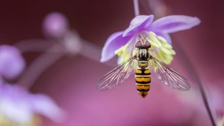 Intricate Beauty of a Honey Bee on a Flower wallpaper