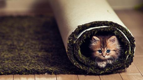 Curious Kitten Hideaway Experience wallpaper