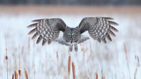 Great Grey Owl wallpaper