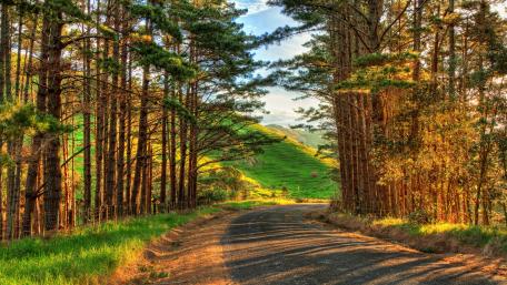 Serene Forest Road wallpaper