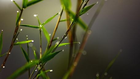 Morning Dew on Slender Twigs wallpaper