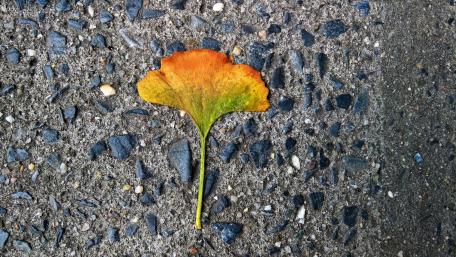 Colorful Gingko Leaf wallpaper