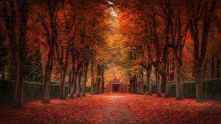 Autumn Pathway in a Golden Grove wallpaper