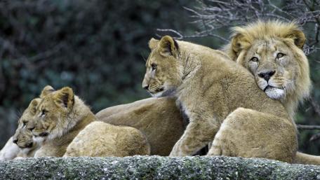 Lion family wallpaper