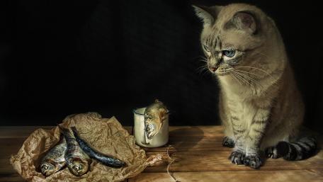 Curious Cat and Its Daydream of Fish wallpaper