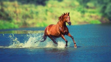 Majestic Horse Galloping Through Water wallpaper
