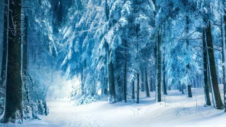 Winter’s Tranquil Path Through Snowy Forest wallpaper