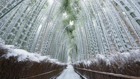 Arashiyama Bamboo Grove in winter wallpaper