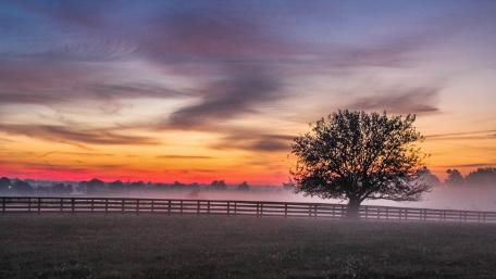 Serene Dusk Over a Lone Tree in Misty Field wallpaper