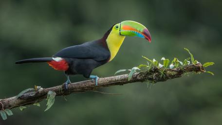 Vibrant Toucan in Lush Habitat wallpaper