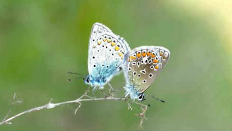 Butterflies in Harmony on a Branch wallpaper