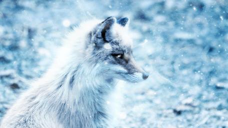 Arctic fox wallpaper