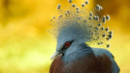 Elegant Bird with Unique Crown Features Stunning Wildlife Coloration wallpaper