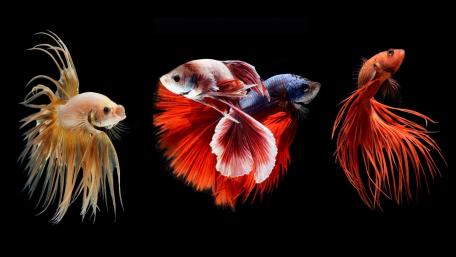 Elegant Siamese Fighting Fish Colors wallpaper
